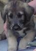 Golden Retriever WelpenReinrassiege Golden Re